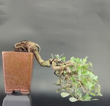 Bonsai eleagno olivagno usato  Cison di Valmarino