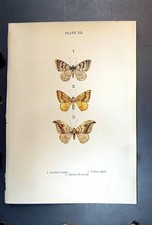 Antique old print for sale  UK