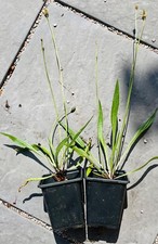 Ribwort plantain wildflower for sale  UK