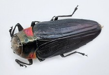 Buprestidae belionota fallacio gebraucht kaufen  Wadern