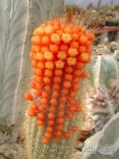 Fresh cactus seed for sale  UK
