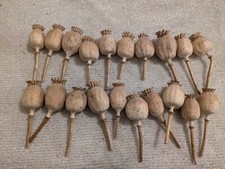 Dried pods floral for sale  Mckinney