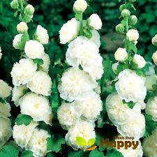 Hollyhock seeds chaters for sale  DONCASTER