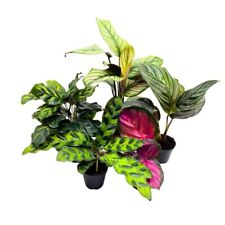 Calathea assortment set for sale  Apopka