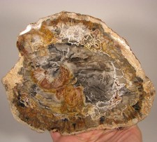 7.5 polished petrified for sale  Acworth