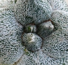 Astrophytum myrisotigma kikko d'occasion  Expédié en France