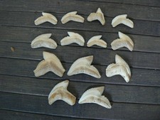 Lot dents requin d'occasion  Pavilly