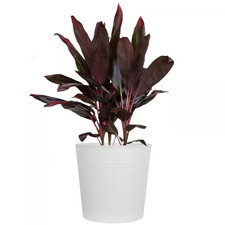Red sister cordyline for sale  San Jose