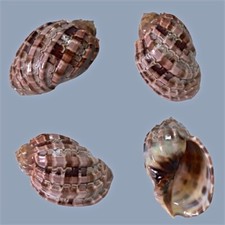 Harpa major, Tulear, Madagascar, 107,1 mm, LARGE, HEAVY, SUPERB SPECIMEN comprar usado  Enviando para Brazil