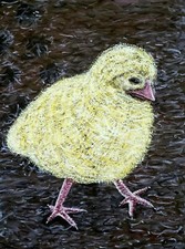 Baby chick walking for sale  Loxahatchee