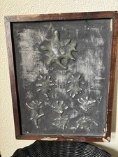 DIVISÃO AMEBA - MODELO DE ESCOLA BOTÂNICA VINTAGE ENSINO EDUCACIONAL IUGOSLÁVIA comprar usado  Enviando para Brazil