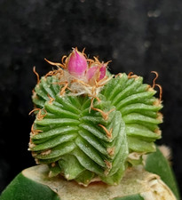 Aztekium ritteri ssp gebraucht kaufen  Michendorf