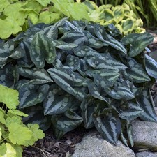 Asarum splendens plug for sale  BECCLES