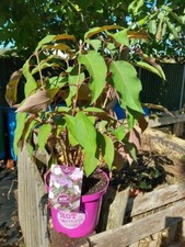 Hydrangea aspera bush for sale  WEST MALLING