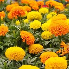 200 MISTURAS DE SEMENTES DE CALÊNDULA LARANJA E AMARELO CRACKERJACK ORGÂNICO NÃO TRANSGÊNICO GRANDE FLOR comprar usado  Enviando para Brazil