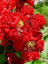 Red crepe myrtle for sale  Massillon