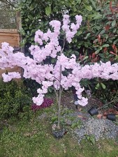 Artificial cherry blossom for sale  WITHAM