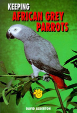 Keeping african grey for sale  ROSSENDALE