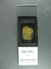 crab shell for sale crab shell for sale BRISTOL