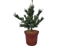Mädchenkiefer pinus parviflor gebraucht kaufen  Deutschland