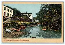 Cartão postal antigo não publicado c1920's Ribeira Dos Flamencos Faial Açores Portugal comprar usado  Enviando para Brazil