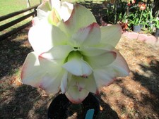 Amaryllis bulb amadeus for sale  Greenwood