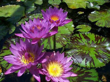 Nymphaea capensis variegate usato  Italia