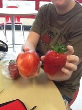 Fragola super gigante usato  Reggio Calabria