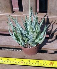 Aloe asterias. young for sale  WAREHAM