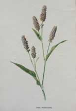 Antique print pink for sale  TORRINGTON