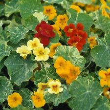 Flower nasturtium climbing for sale  WREXHAM