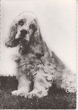 Carte postale chien d'occasion  Saint-Malo