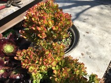 Dwarf baby jade for sale  Manteca