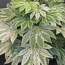 Fatsia japonica spider for sale  BOURNE