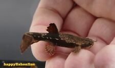 Banjo catfish super for sale  Raleigh