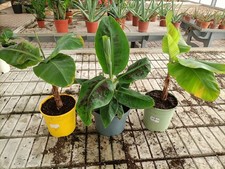 Pianta banano musa usato  Foligno