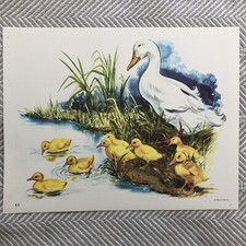Teaching picture goose for sale  Highland