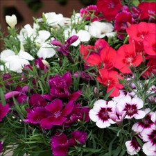Dianthus coronet mix for sale  PETERBOROUGH