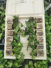 Unusual mint mentha for sale  CREWE