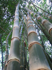 Dendrocalamus asper seeds for sale  HAYLE