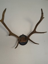 Geweih abwurfstangen geschnitz gebraucht kaufen Geweih abwurfstangen geschnitz gebraucht kaufen  Duisburg