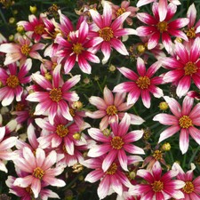 Coreopsis sunstar rose for sale  LLANDYSUL