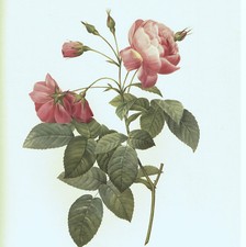 Rosa reclinata rosier usato  Lucca