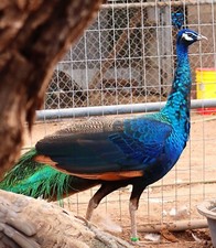 iso peacock for sale iso peacock for sale Huachuca City