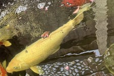 Complete Pond Kits for sale Complete Pond Kits for sale EPSOM