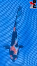 fish garden for sale fish garden for sale Claudville