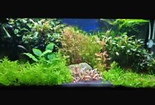 Dutch style aquarium gebraucht kaufen  Karlsruhe