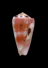 Shell conchiglia conus usato  Forano