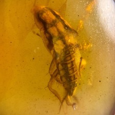 Detailed cockroach burmese for sale  GILLINGHAM