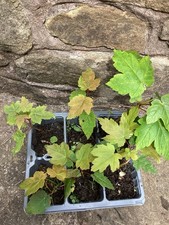 sycamore tree for sale sycamore tree for sale CLITHEROE